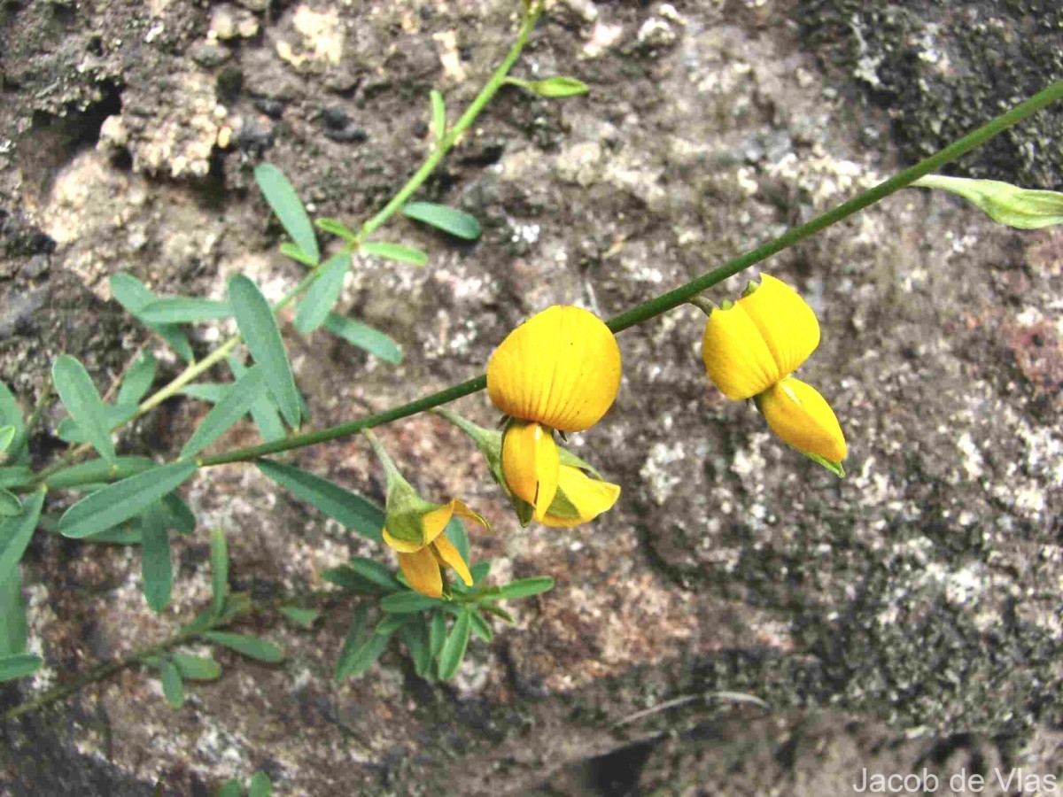 Crotalaria albida B.Heyne ex Roth